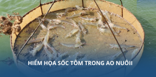 Hiểm họa sốc tôm trong ao nuôi